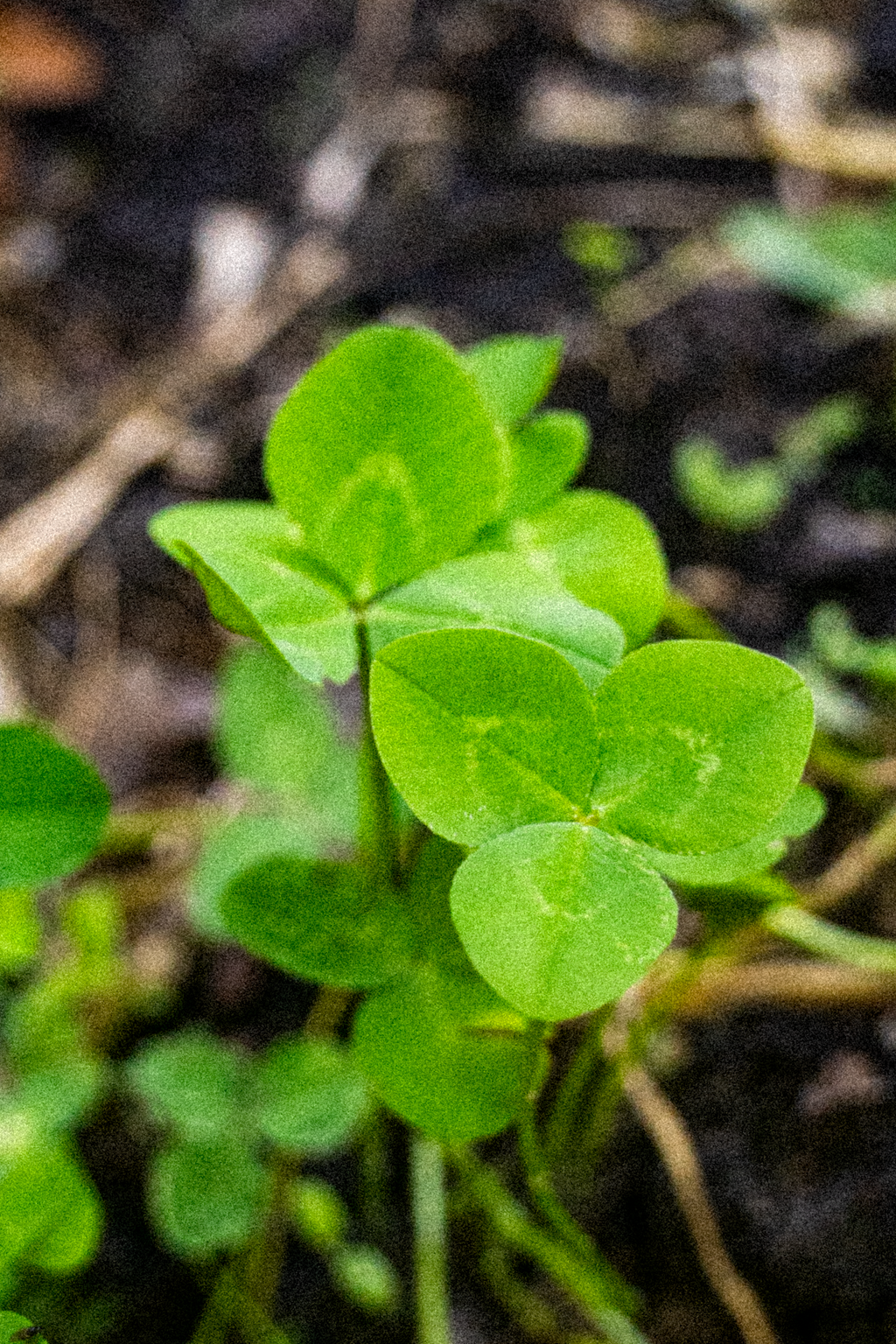 Clover Hat - Natural/Green